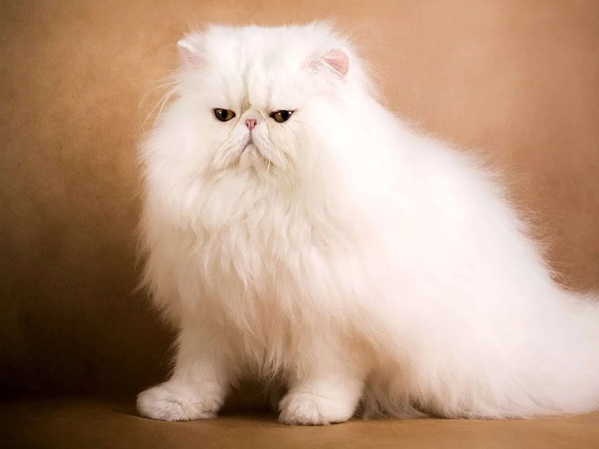 كم يكلف أغلى قط مدونة