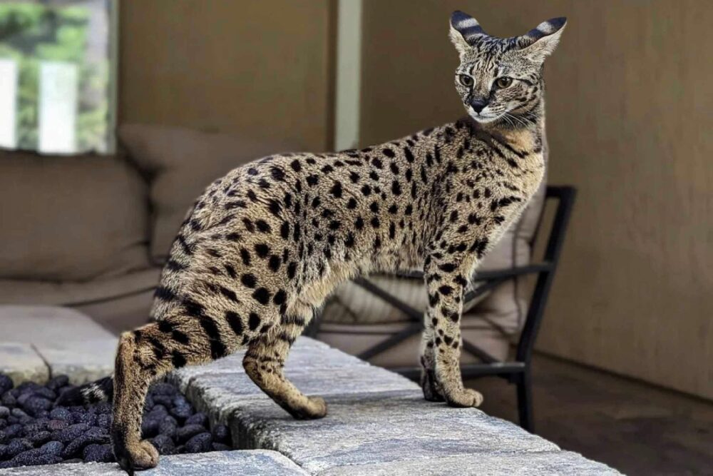 ما هي أغلى قatyة