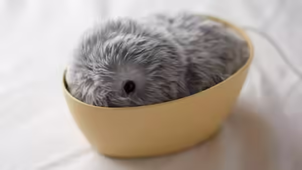 ما هو موفلين