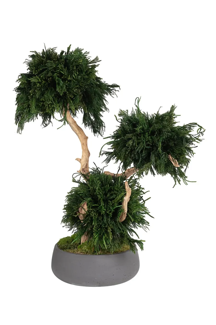 ما هي تقنية تثبيت النباتات