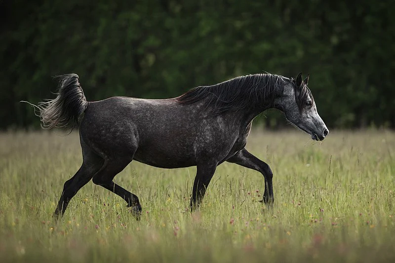 مدونة الخيول العربية