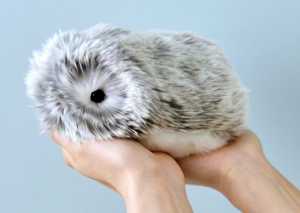 موفلين هل يمكن شراؤه في بولندا