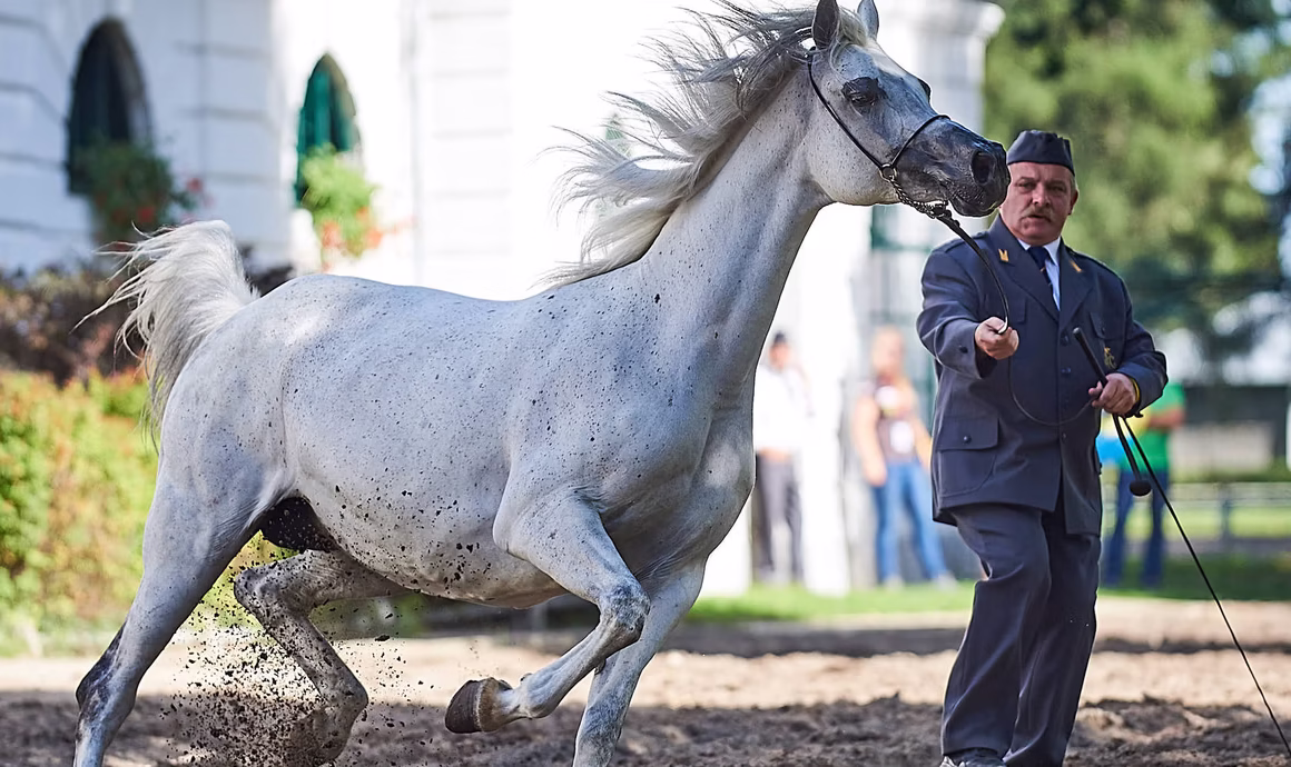 الاسطبلات الشهيرة للخيول العربية في بولندا