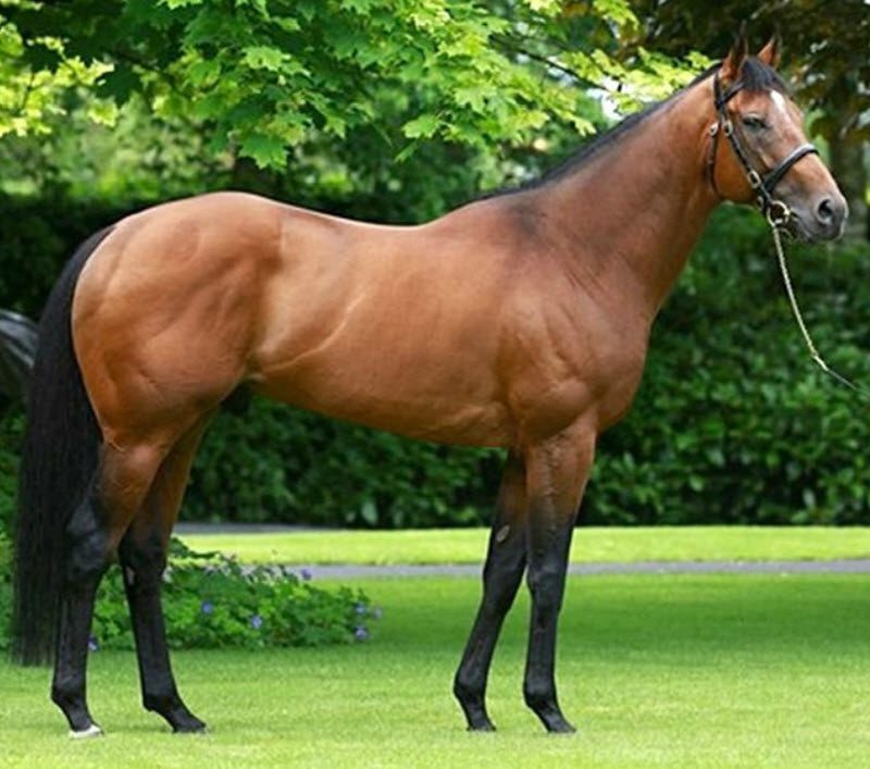 طبع الفولبلوت