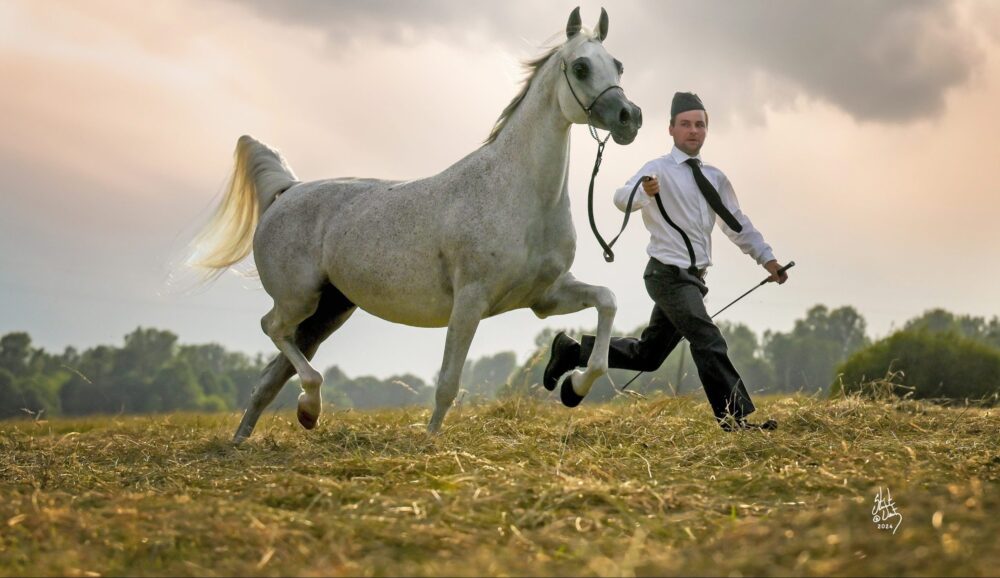 تربية الخيول العربية