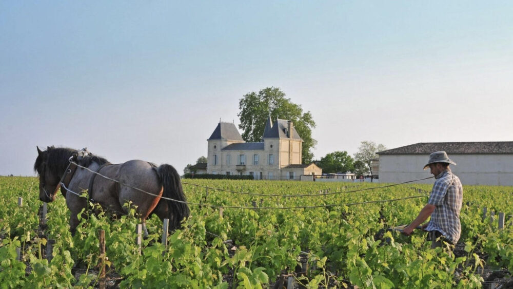 نبيذ Chateau Margaux السعر